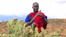 In Kenya Herders Turn An Invasive Cactus Into Biofuel Global Ideas Dw 12 03 2020