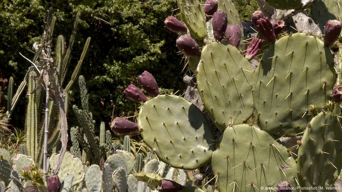 In Kenya Herders Turn An Invasive Cactus Into Biofuel Global Ideas Dw 12 03 2020