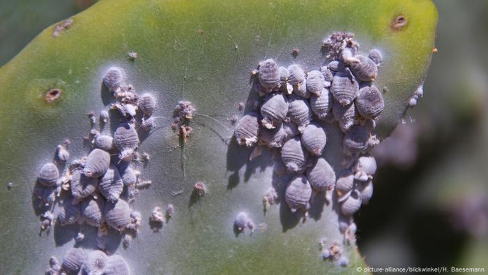 In Kenya Herders Turn An Invasive Cactus Into Biofuel Global Ideas Dw 12 03 2020