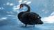 Schwarzer Schwan Schwarzer Schwan