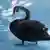 Crni labud na kiši