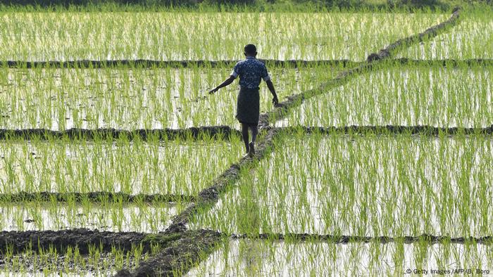 Un hombre caminando por un campo de arroz inundado en el estado indio de Assam.