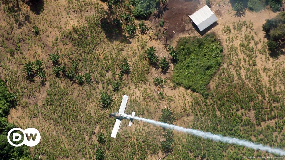 Colombia Nueva Polemica Ante Eventual Uso Del Glifosato En Cultivos De Coca Colombia En Dw Dw 06 03