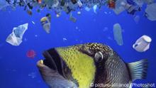 Titan triggerfish, Balistoides viridescens. Biting a plastic bottled lid. A lot of sea animals ingest plastic garbage because they think it's edible food. Huge amount of plastic garbage at the surface and in midwater. Thilafushi Island. Maldives Digital composite |