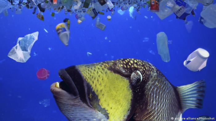 Plastik atıklar deniz canlılarına da zarar veriyor.