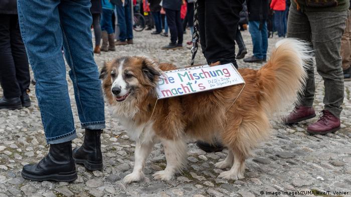 A dog wears a sign that says A good mix makes it