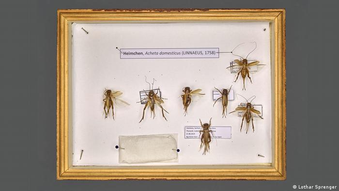 Crickets in a glass display (Lothar Sprenger)