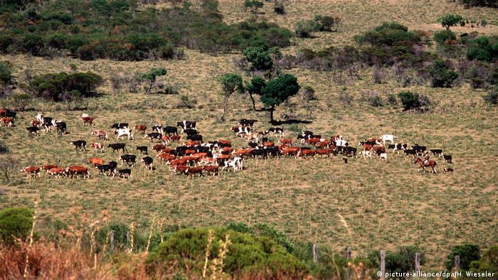 Rinderzucht in Uruguay