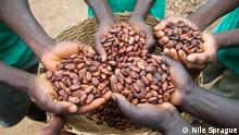 ACHTUNG: Nur zur abgesprochenen Berichterstattung! *** Cocoa farmers holding dried cocoa beans, Ghana. 4. Cocoa farm Ghana Photo Nile Sprague