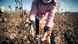 Forced laborer picking cotton in Uzbekistan Forced laborer picking cotton in Uzbekistan