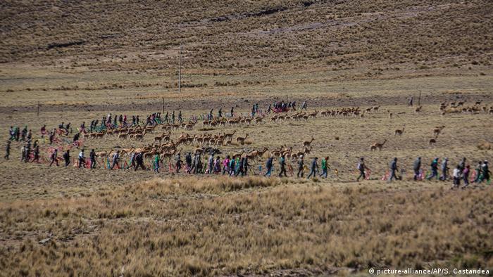 Bolivien Vikunja-Tiere (picture-alliance/AP/S. Castandea)