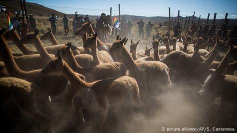 Día Nacional de la Alpaca: conoce su importancia para Perú y por qué su lana  es apreciada