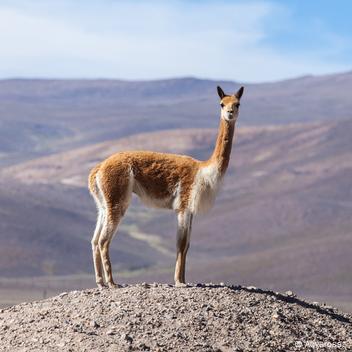 La lana de alpaca encuentra su lugar en la moda 