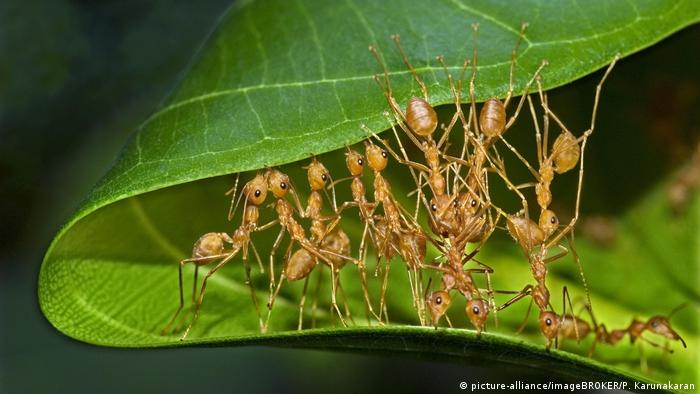 A group of Asian green weaver ants
