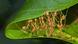 A group of Asian green weaver ants A group of Asian green weaver ants