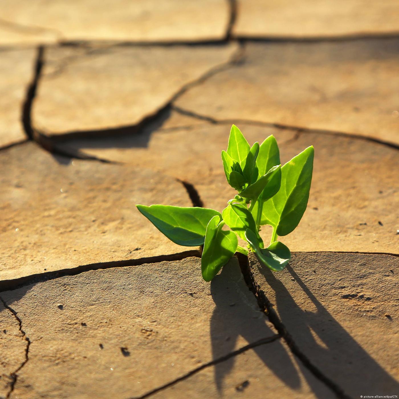 Living Planet: Growing solutions