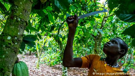 Ein Mann bei der Kakaoernte