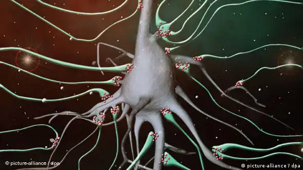 Synapse im Gehirn: Darstellung der Erregungsübertragung von einem Neuron auf eine andere Zelle (Foto: picture alliance/dpa)