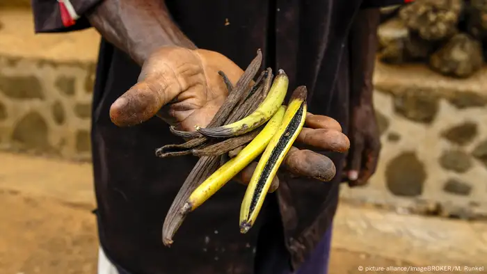 BG Wasserverbrauch Anbauprodukte Afrika | Vanille auf den Komoren (picture-alliance/imageBROKER/M. Runkel)