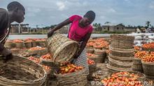 BG Wasserverbrauch Anbauprodukte Afrika | Tomaten in Nigeria