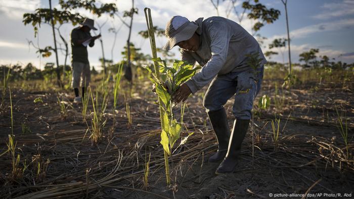 The good news about reforestation efforts | All media content | DW | 21 ...