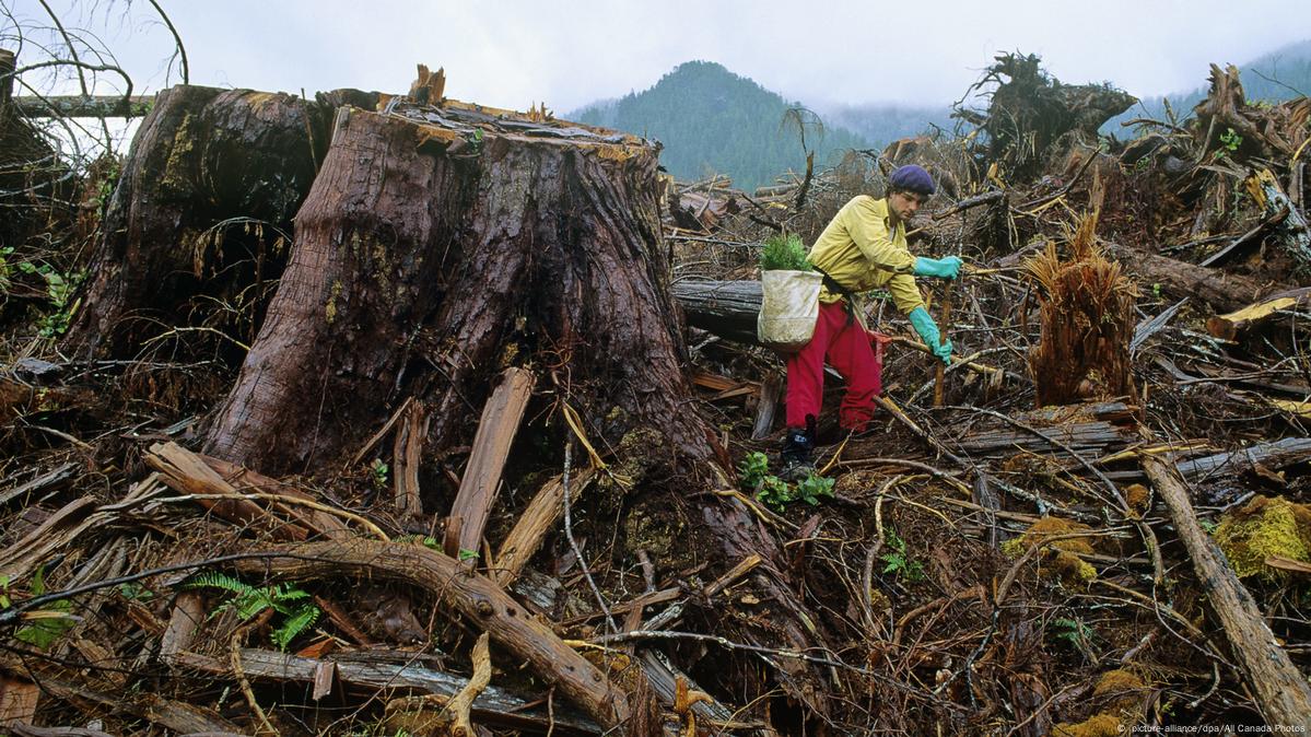 Huge tree stumps encompass a man moving through the remains of deforestation 