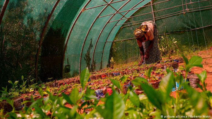A woman works in a reforestation greenhouse