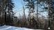 Trees in Russia's Bikin Valley Trees in Russia's Bikin Valley