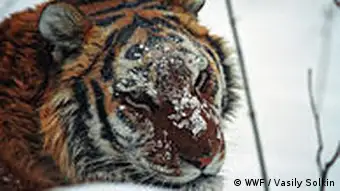 濒临灭绝的西伯利亚虎，俗称东北虎