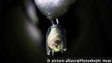 (160513) -- BIJIE, May 13, 2016 () -- A bat is seen inside a karst cave named as Laogan Cave in Weining County of southwest China's Guizhou Province, May 12, 2016. A 6-kilometer-long cave with karst feature was uncovered by local residents in Weining County recently. (Xinhua/He Huan) (zhs) |