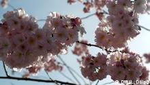 Nature offers springtime optimism: Bonn's cherry blossoms bloom