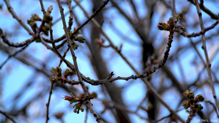 Knospen vor der Bonner Kirschblüte 2020 (DW/L. Döing)