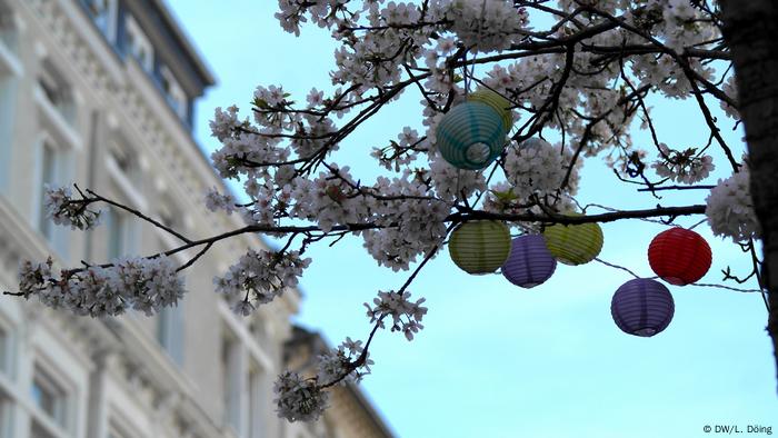 Warten auf die große Kirschblüte in Bonn im März 2020 (DW/L. Döing)