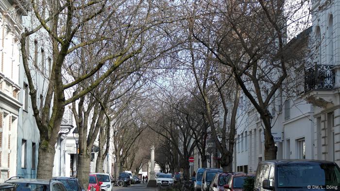 Noch blühen die Kirschbäume in der Bonner Heerstraße nicht (DW/L. Döing)