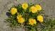 Löwenzahn (Taraxacum) Löwenzahn (Taraxacum)