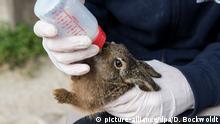Как в Германии спасают осиротевших маленьких зайчат (фото)