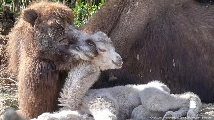 Cologne Zoo