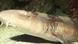 Little Mary the shark resting on the bottom of her aquarium Little Mary the shark resting on the bottom of her aquarium