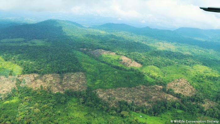 Numerosos países latinoamericanos se comprometieron a erradicar la deforestación en 2030. ¿Realidad o ficción para la región?