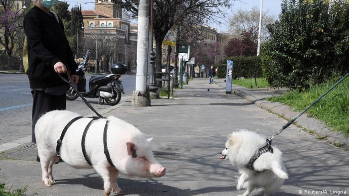 A woman wearing a protective face mask walks her pig named Dior in the streets of Rome and meeting a dog. 