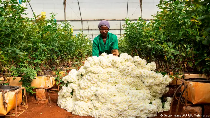 BdTD Kenia Corona-Krise erreicht Schnittblumen-Produktion (Getty Images/AFP/P. Meinhardt)