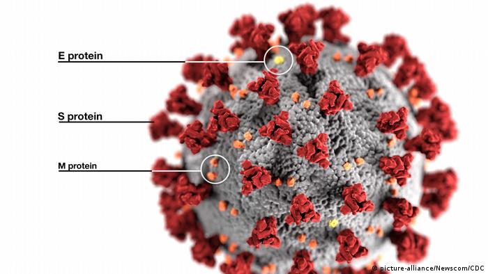 Модель коронавірусу: найприкметнішими є спайкові протеїни (S), які формують короноподібні виступи