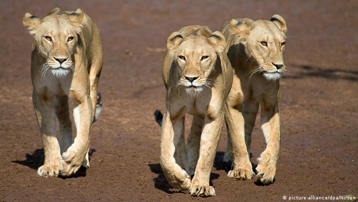 Drei junge Löwen, Afrika Kenia