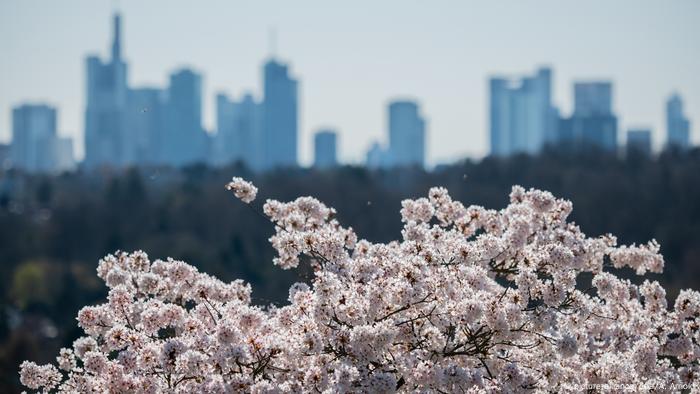 Árvore com flores brancas tendo os arranha-céus de Frankfurt ao fundo 