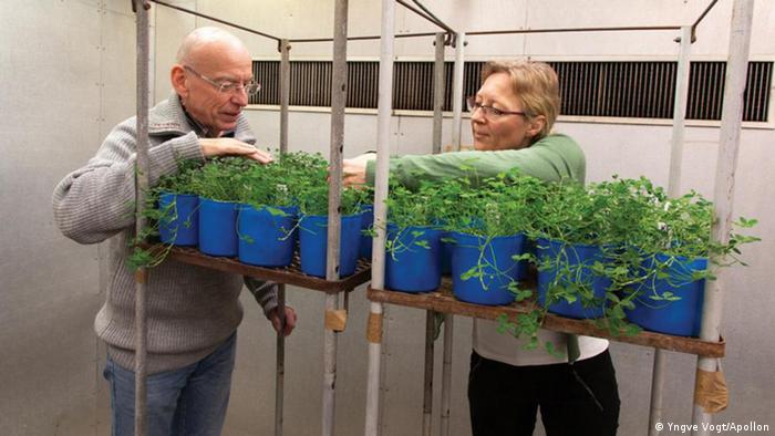 Researchers with clover plants in a lab 
