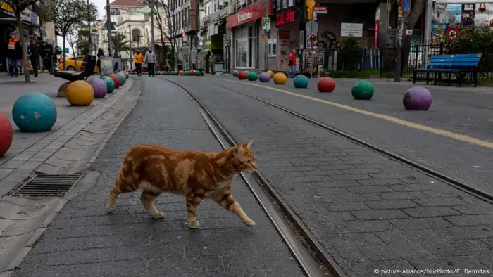 A cat crosses an empty street in downtown Istanbul