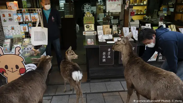Japan Hirsche versammeln sich vor einem Souvenirladen in nara (picture-alliance/AP Photo/J. C. Hong)