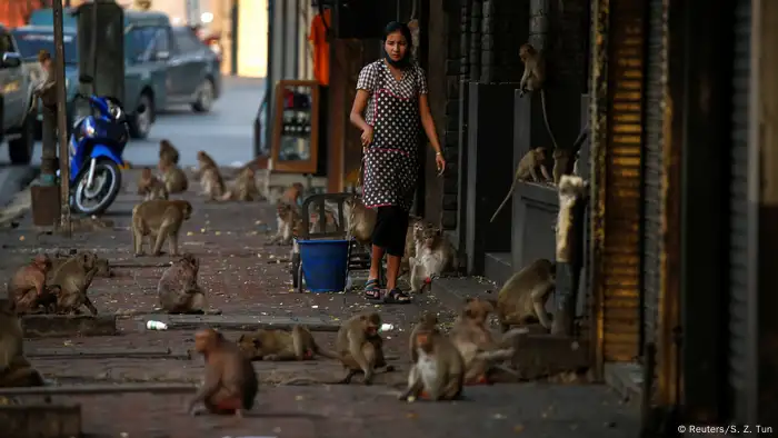 A woman watches monkeys as they search of food in front of her shop in Lopburi, Thailand.