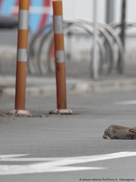 Amid the world's strictest lockdown, people who feed stray dogs