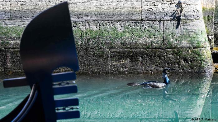 Ein Seevogel schwimmt neben einer Gondel im Wasser eines venezianischen Kanals 
